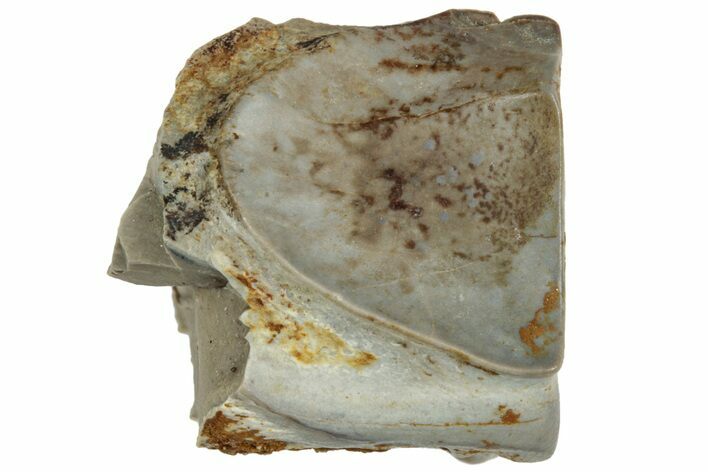 Fossil Dinosaur (Triceratops) Shed Tooth - Montana #320007